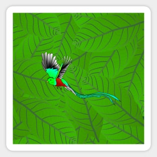 Quetzal on its favorite avocado leaves Sticker